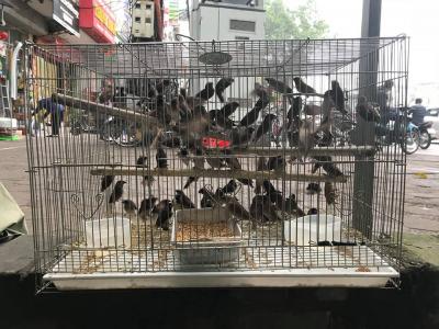 Công Ty VIFOOD Bán Chim Phóng Sinh Tại TP.HCM – Dịch Vụ Uy Tín, Giá Tốt